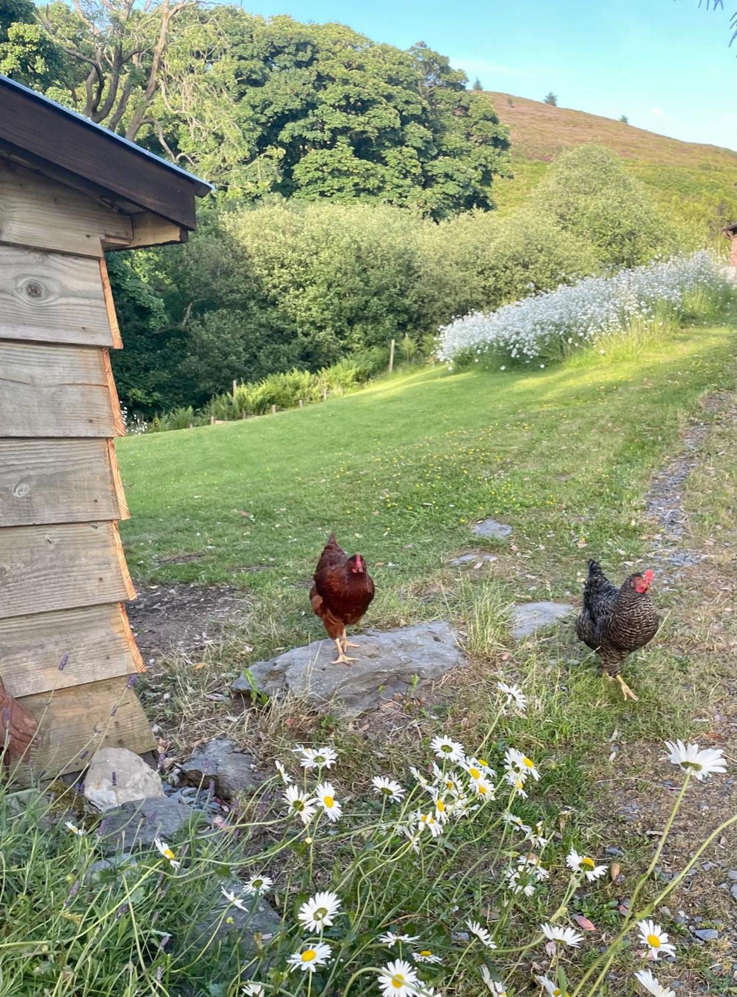 Llandegla Faraway Folliesヴィラ エクステリア 写真